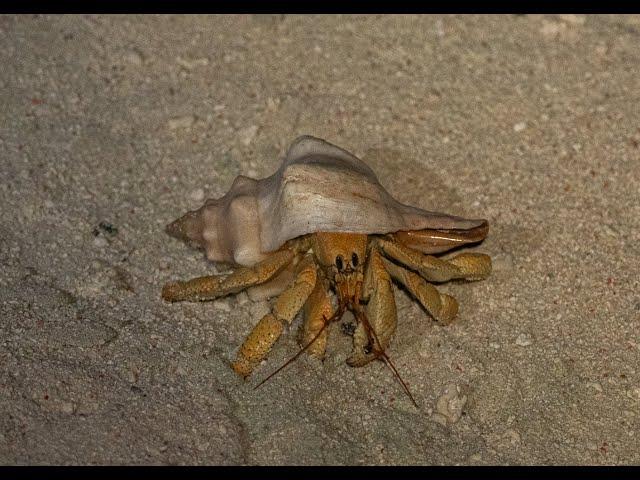 Hermit crab on South Island (St Brandon)