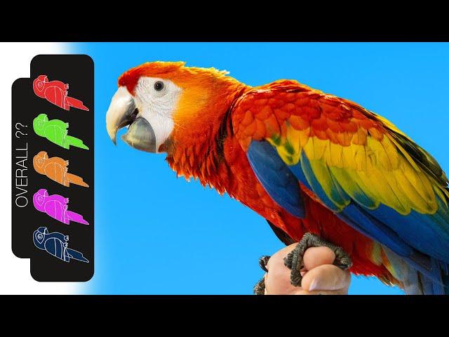 Scarlet Macaw, The Best Pet Parrot?