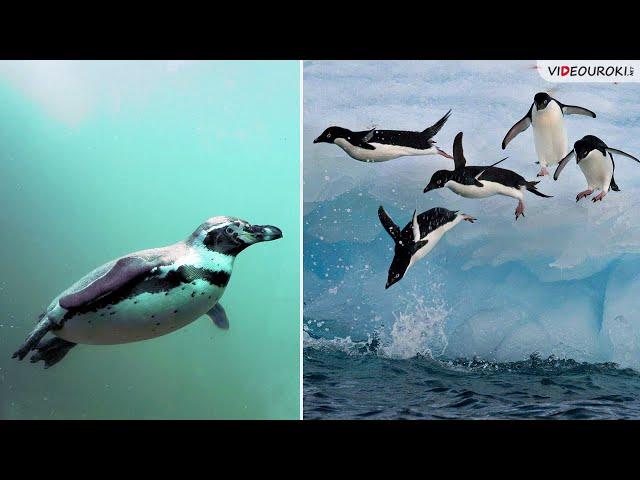 Видеоурок «Всемирный день пингвинов»