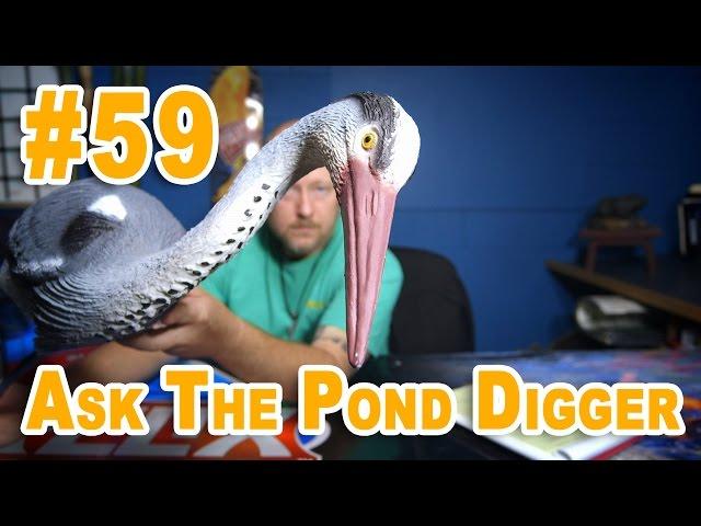 3 Things The Blue Heron Knows about Your Pond  - Ask #58