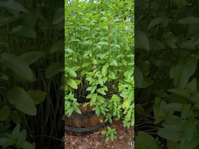 Chocolate Mint Harvest