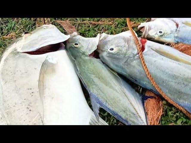 casting bluefin di karang dangkal