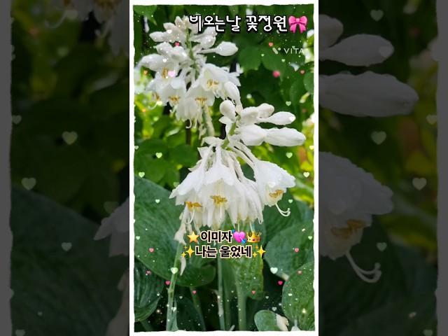 #이미자 #나는울었네 #꽃힐링 #힐링정원 #트롯여왕 #트로트 #야생화 #garden #flowers #비오는날 #힐링시간 #꽃정원 #shorts_