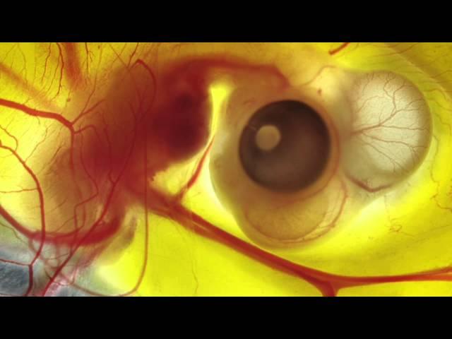 FLIGHT: The Genius of Birds - Embryonic development