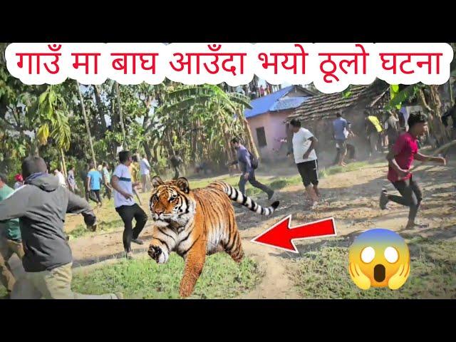   गाउँ मा आएको बाघ समाउन खोज्दा भयो ठूलो घटना  Denjurs tiger rescue in Nepal