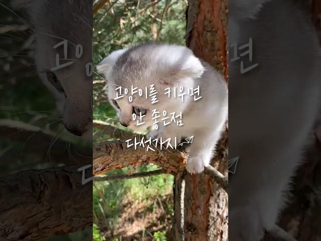 고양이를 키우면 안 좋은점 다섯가지 #cat #고양이 #catlover #cutecat #animal #cute