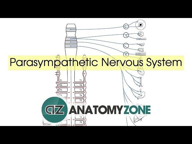 Parasympathetic Nervous System Anatomy