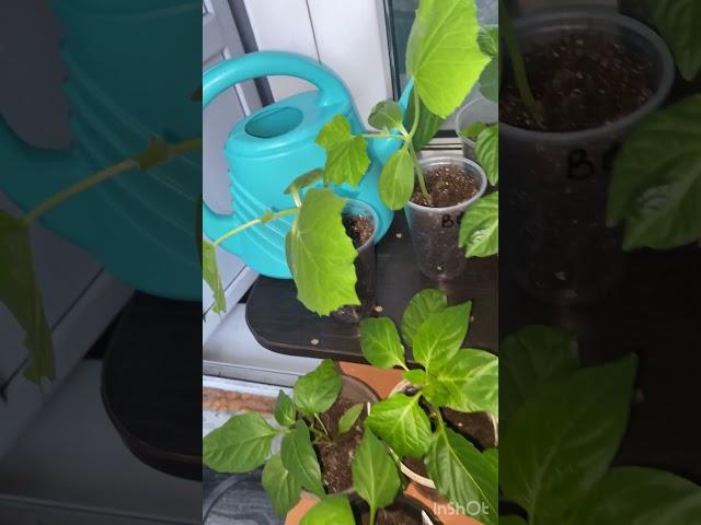 Садовод любитель)) #garden #садоводничество #дача#цветыдлядома