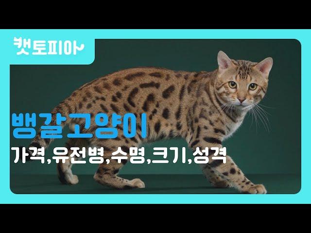 뱅갈 고양이 특징 총정리