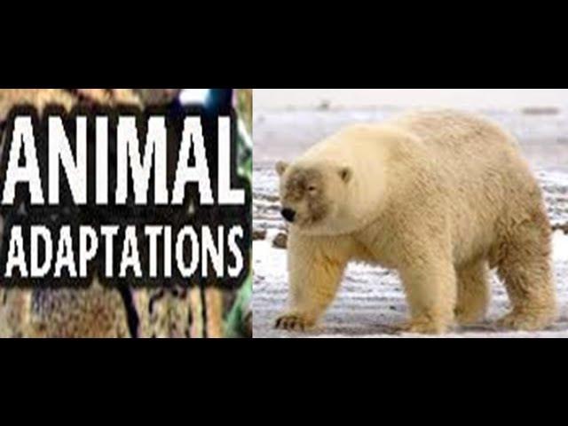 Animal  Adaptations for Kids -Lesson with Quiz