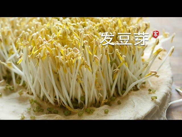 Grow Mung Bean Sprouts