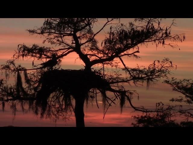 Heaven On Earth, Osprey Cypress Sunset, by Susan Perz