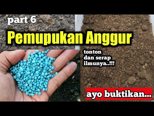 Ternyata ini, cara pemupukan anggur agar lebih subur dan cepat berbuah - part6