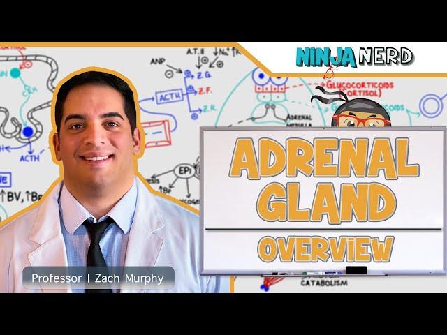 Endocrinology | Adrenal Gland Overview