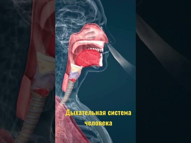 Дыхательная система человека #егэпобиологии #егэ #анатомиячеловека #человек #анатомия #биологияегэ