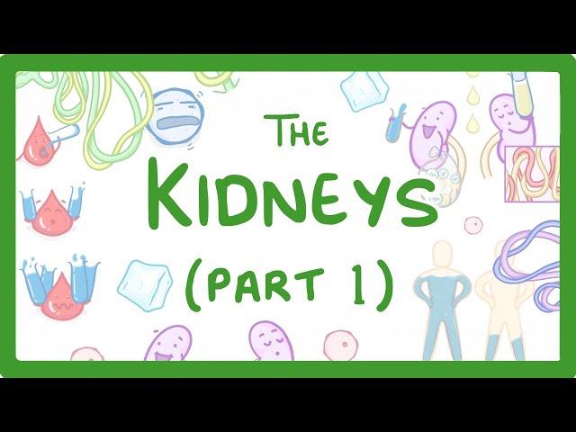 Biology - How the Kidneys Work - (Kidneys Part 1/3)  #27