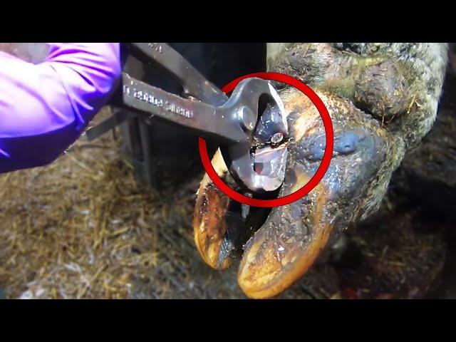 EXTRACTING NAILS from COW's HOOVES ... Hoof GP COMPILATION!