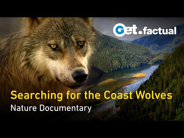 Searching for the Coast Wolves - British Columbia | Nature Documentary