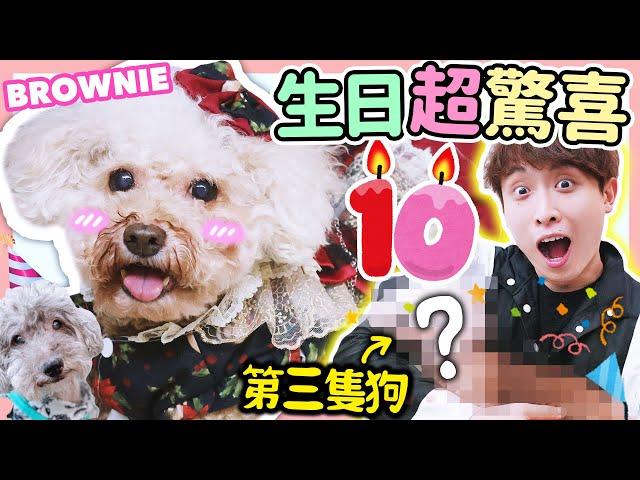 【BROWNIE十歲生日超驚喜】第三隻狗妹妹出現了?波子女僕裝煮大餐？去我長大的地方️(中文CC字幕)