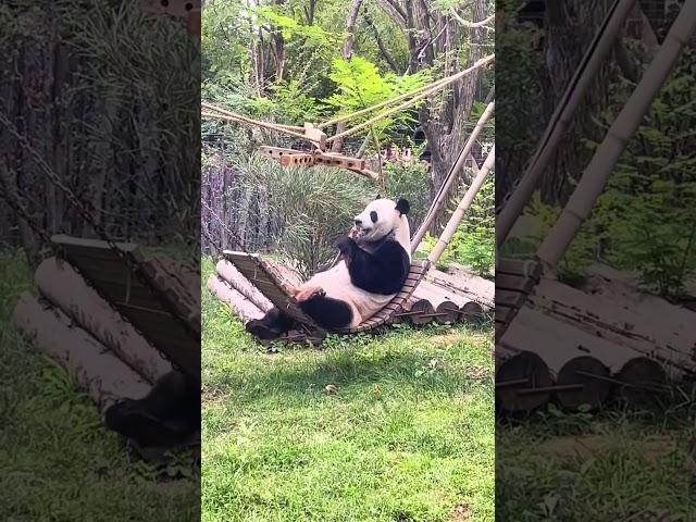 二喜：得劲，真得劲！ #panda #大熊貓