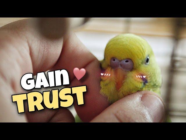 How to Gain Your Budgie's Trust | 6 Tips for Taming