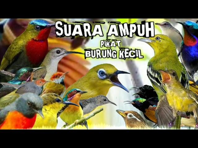 pikat burung kecil paling ampuh || suara pikat burcil || pikat burung kecil anti zonk