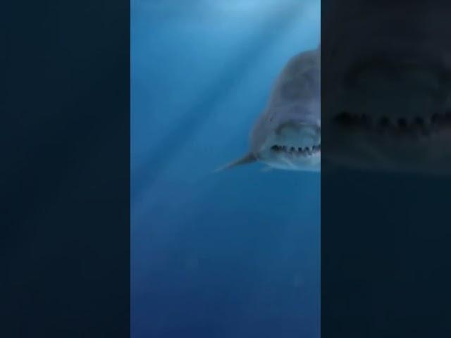 Megalodon Shark Found Alive! #shorts #viral #shark #ternding