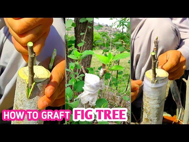 How to graft fig tree | Fig Grafting |Bark graft fig tree