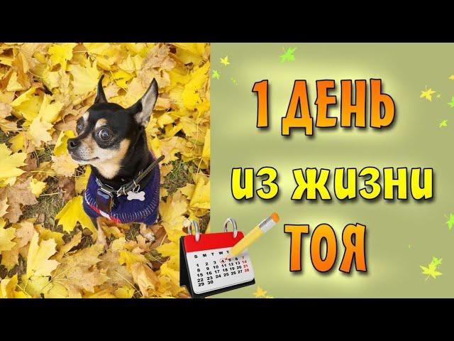 Мини-блог или 1 день из жизни той терьера