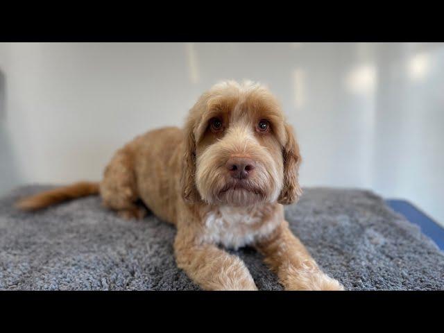 Cockapoo Groom | Dog Grooming