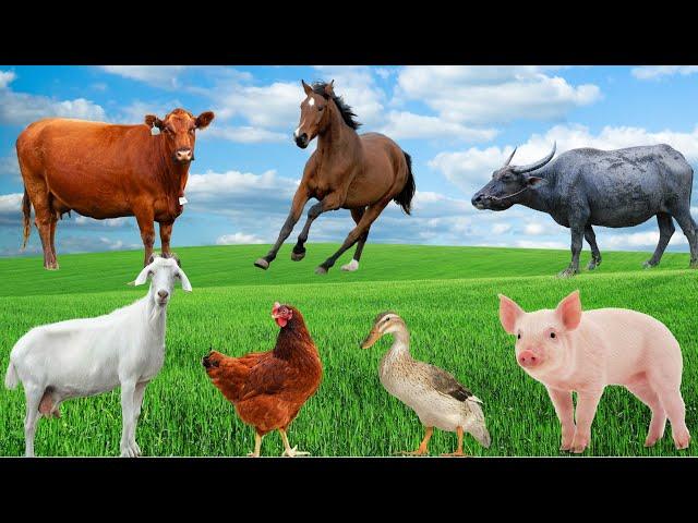 Farm Animal Life - Cows, Buffaloes, Sheep, Goats, Pigs, Chickens, Ducks, Horses