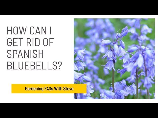 How can I get rid of Spanish bluebells? | Gardening for Beginners