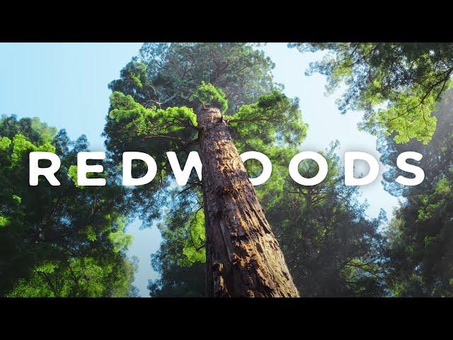 Redwoods 8k 60p HDR in 2022