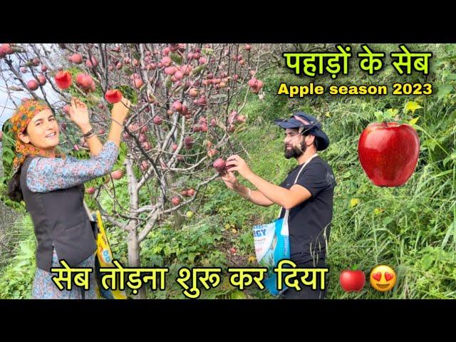 सेब तोड़ना शुरू कर दिया || Apple orchard in Shimla || Pahadi lifestyle Vlog || Girl from North