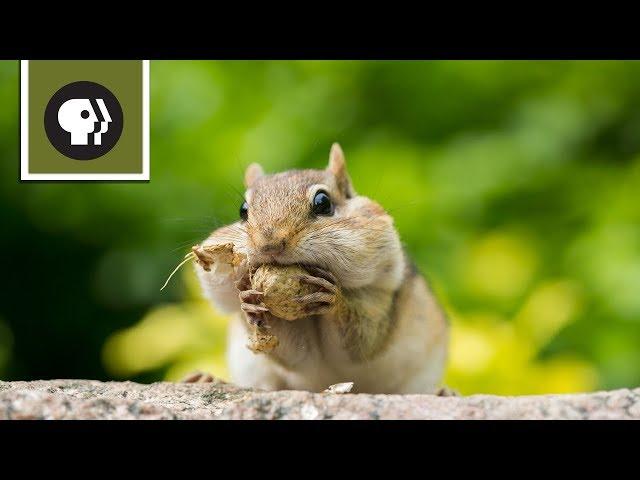 Chipmunk Showdown