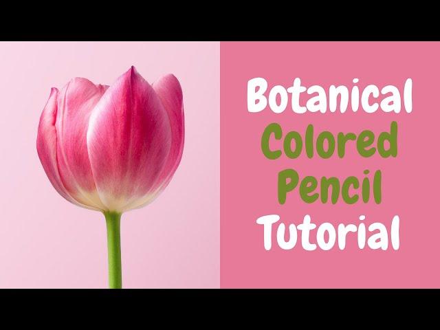 Colored Pencil Botanical Tutorial For Beginners - Live Art Chat