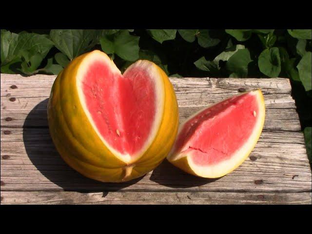 Royal Golden and Mountain Sweet Yellow Watermelons - Taste Tests