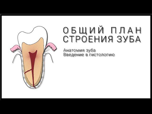Общий план строения зуба. Общая анатомия зуба. Введение в гистологию.