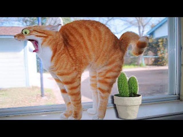 Try Not To Laugh  Funniest Cats and Dogs 2024  Part 16