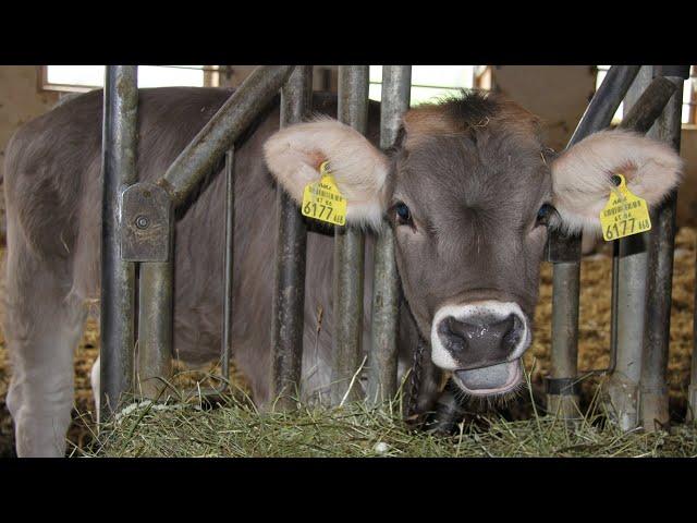 Ländle-Bio überzeugte: Karl Lingenhel ist Biolandwirt des Jahres