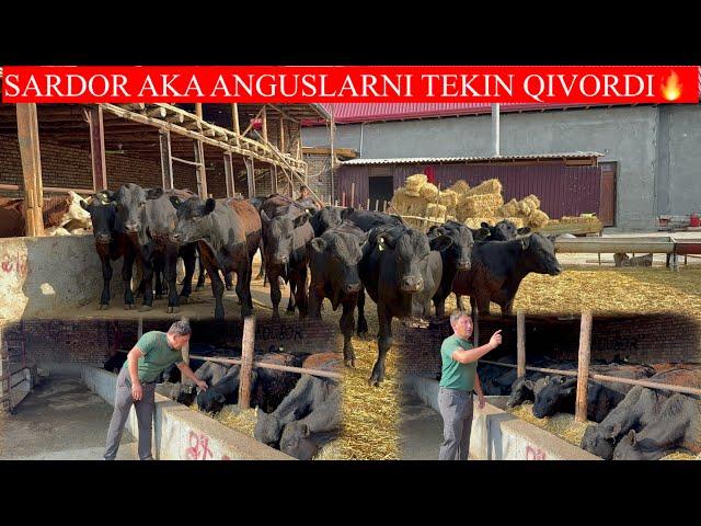 SARDOR AKA ANGUS BUQALARNI TEKIN QIVORDI TARIXIY KUN BO’LDI 21.06 2024 YIL