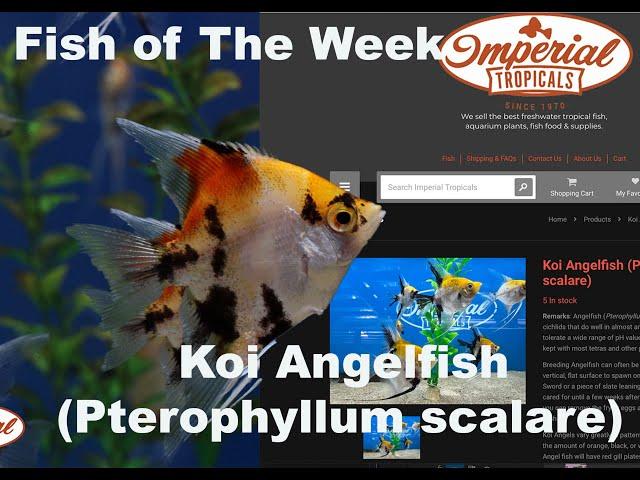 Koi Angelfish (Pterophyllum scalare)