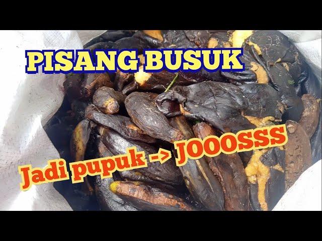 PUPUK GRATIS - PISANG BUSUK jadi PUPUK SUPER SUBUR (JLF PISANG)