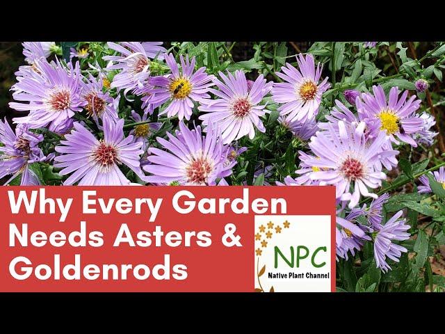 Why Every Garden Needs Asters & Goldenrods!