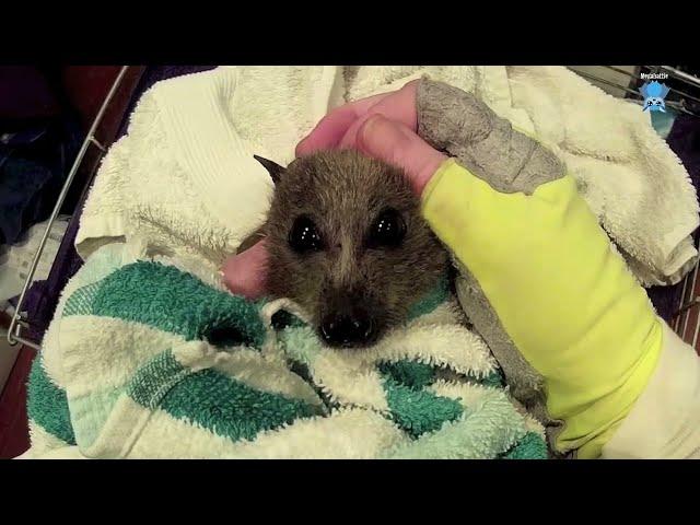 Rescuing a juvenile flying-fox:  this is Elizondo