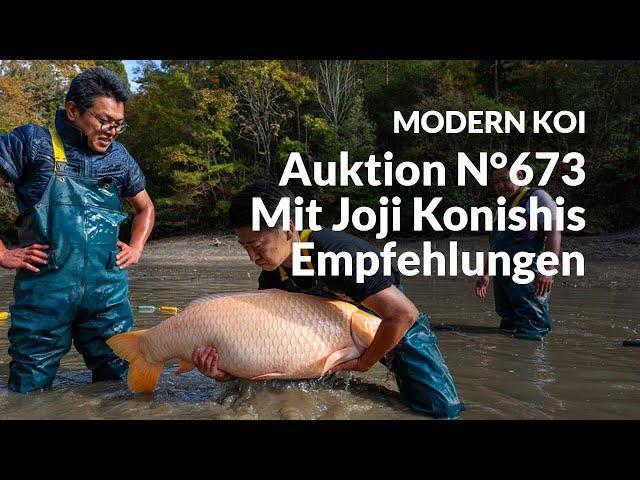 Konishi Koi News - Alle Koi aus Auktion No. 673 im Detail erklärt