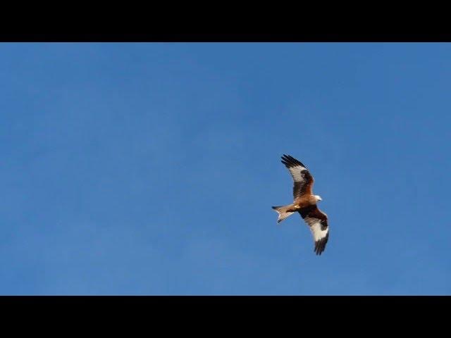 Red Kite diving into garden