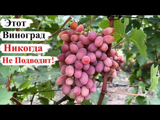 ВИНОГРАД, Который НИКОГДА НЕ ПОДВОДИТ!