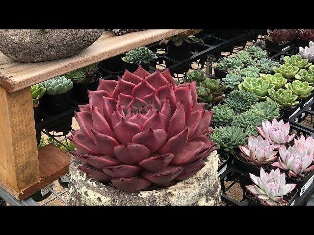 Echeveria Collection and Rare Echeveria Succulent Varieties