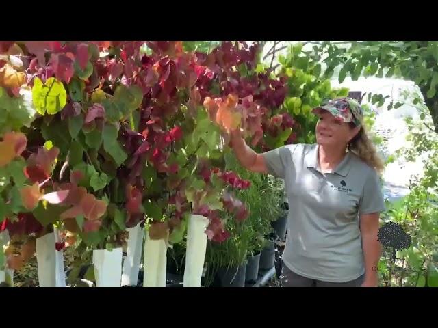 Stunning Redbud Trees: Flamethrower vs. Rising Sun